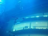 Aquarium Dubai Mall