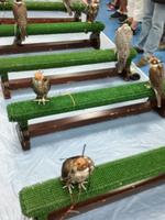 Falkenklinik Abu Dhabi