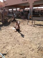Kamelmarkt in Al Ain