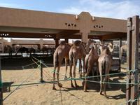 Kamelmarkt in Al Ain