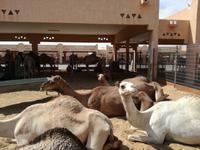 Kamelmarkt in Al Ain