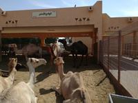 Kamelmarkt in Al Ain