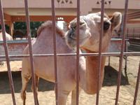 Kamelmarkt in Al Ain