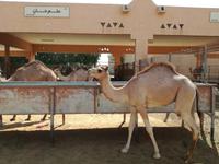 Kamelmarkt in Al Ain