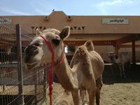 Kamelmarkt in Al Ain