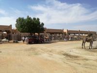 Kamelmarkt in Al Ain