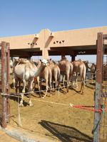 Kamelmarkt in Al Ain
