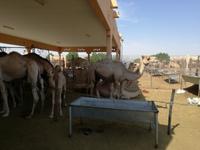 Kamelmarkt in Al Ain