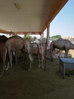 Kamelmarkt in Al Ain