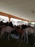 Kamelmarkt in Al Ain