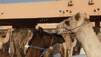 Kamelmarkt in Al Ain