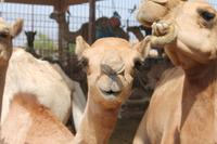 auf dem Kamelmarkt (3)