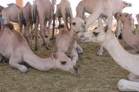 auf dem Kamelmarkt (4)