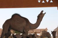 auf dem Kamelmarkt (5)