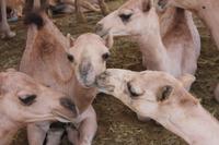auf dem Kamelmarkt (6)