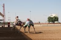 auf der Kamelrennstrecke (2)