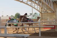 auf der Kamelrennstrecke