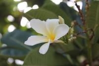 Heritage Village (8)