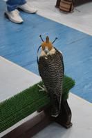 in der Falkenklinik (3)