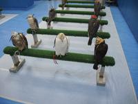 Falkenklinik von Frau Dr. Müller