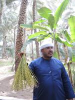 auf der Palmenfarm in Al Ain