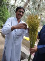 auf der Palmenfarm in Al Ain