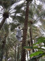 auf der Palmenfarm in Al Ain
