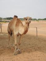 auf der Kamelfarm - Al Ain