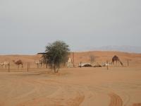 auf der Kamelfarm - Al Ain