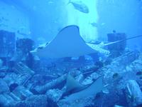Aquarium im Hotel Atlantis the Palm