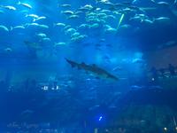 Aquarium Dubai Mall