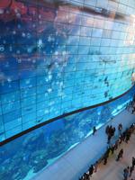 Aquarium in der Dubai-Mall
