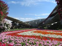 Miracle Garden
