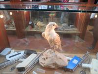 Falkenklinik Abu Dhabi