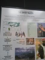 Falkenklinik Abu Dhabi