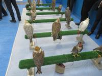 Falkenklinik Abu Dhabi