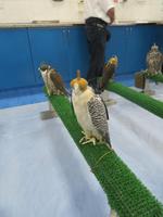 Falkenklinik Abu Dhabi