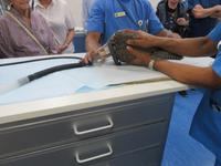 Falkenklinik Abu Dhabi