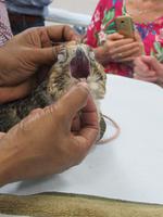 Falkenklinik Abu Dhabi