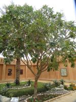 National-und Palastmuseum in Al Ain