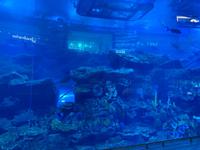 Aquarium in der Dubai Mall
