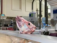 Fleischmarkt in Sharjah - Souk al Jubail 