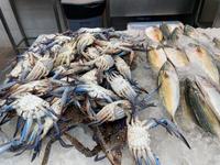 Fischmarkt in Sharjah - Souk al Jubail 