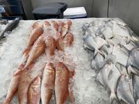 Fischmarkt in Sharjah - Souk al Jubail 