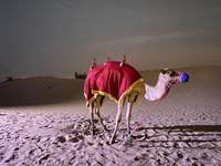 Kamelreiten zur Wüstensafari