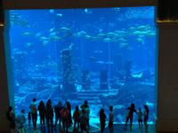 Aquarium im Atlantis Hotel - Dubai