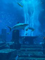 Aquarium im Atlantis Hotel - Dubai