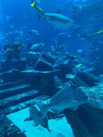 Aquarium im Atlantis Hotel - Dubai