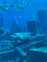 Aquarium im Atlantis Hotel - Dubai