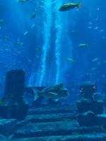 Aquarium im Atlantis Hotel - Dubai